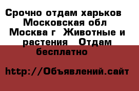 Срочно отдам харьков  - Московская обл., Москва г. Животные и растения » Отдам бесплатно   